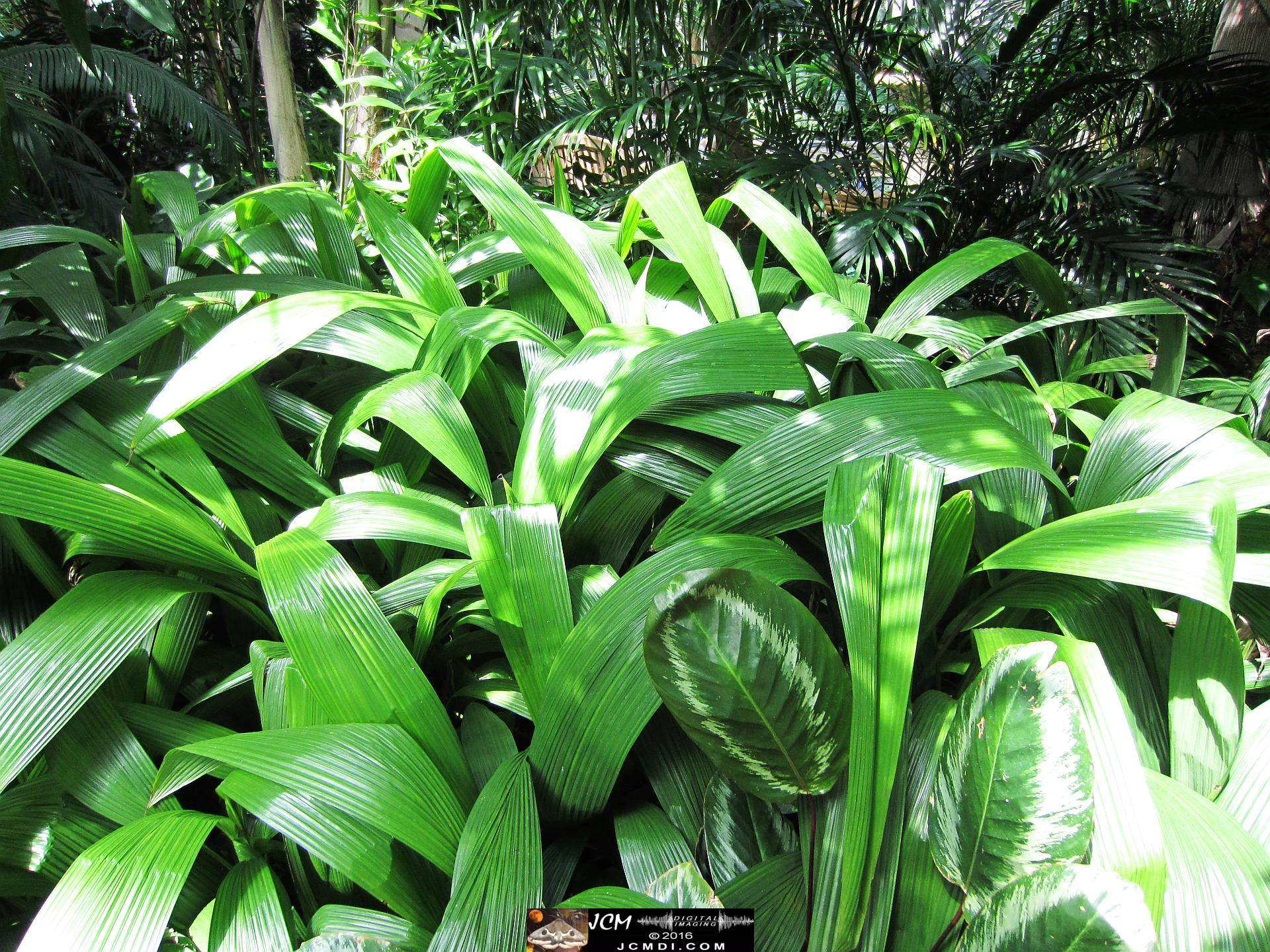 Como Zoo conservatory, MN tropical garden